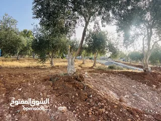 6 بسم الله الرحمن الرحيم ارض للبيع في بيرين حوض القصبات مساحه 543م2 جميع الخدمات على شارعين مزروعه