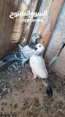  2 فراخ للبيع صحه ونظافه عدد 8 قابل للبدل
