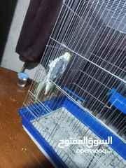  6 طائر كوكتيل للبيع بسعر مغري ... معه كامل اغراضو من قفص واكل