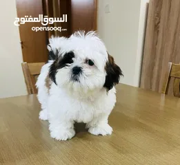  1 Mini Shih Tzu pure female puppy fully vaccinated, trained with Microship and Passport.