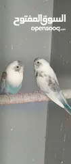  6 طيور حب نوعيه ممتازه