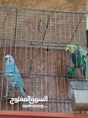  1 طيور حب للبيع سعر 20 دينار مع قفص