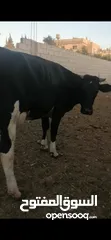  1 أبقار للبيع