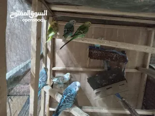  8 عصافير الحب بألوان جميلة ورائعة بسعر 5دنانير بأصوات جميلة وعذبة