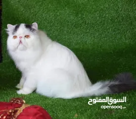 30 للتزاوج فقط ذكور جولدن غولدن بيور دم نقي لعشاق التميز