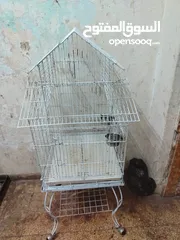  5 ببغاء كوكاتو جوفن