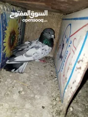 1 خم حمام اللبيع عشر جواز
