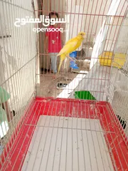  4 طيور كناري للبيع