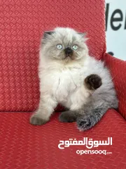  15 مجموعة قطط سكوتش فولد وستريت كل اشي الو سعر
