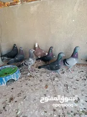  1 مطلوب حمام لوت ودشش ورافل 