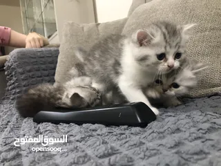  13 Cute small kitten from British Scottish mother and Persian father  قطط صغيرة جدا كبوت للعيد