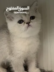  4 Scotch fold kittens