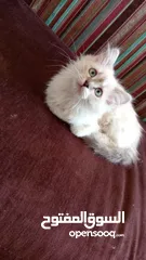  2 قطه انثى للبيع