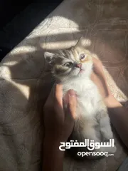  4 scottish fold for sale