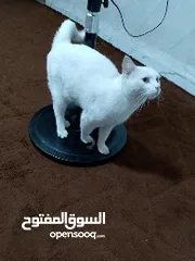  5 قطة انثى للتبني