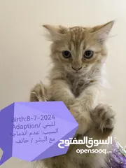  12 قطط شيرازيات