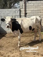  3 اللهم صلي على سيدنا وحبيبنا ورسولنا محمد وعلى آله وصحبه اجمعين  دابه للبيع سمنتال الاصلي