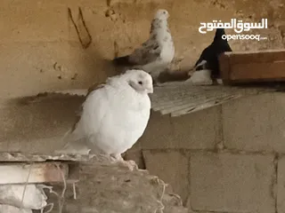  11 انواع حمام مشكلة للبيع