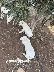  5 كلاب هاسكي للبيع ذكر وانثى