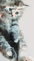  12 كيتنز بيرشن بيور مدربين ومطعمين حشرات 47 يوم