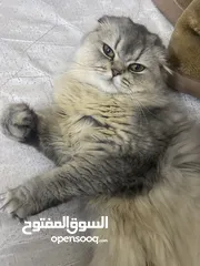  2 4 قطط للبيع