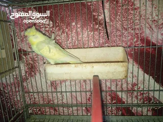  5 جواز حب مشكله