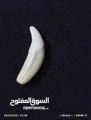  1 ناب لحيوان الذيب