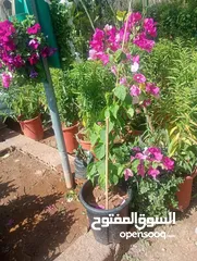  11 الحديقه والمنزل جميع انواع الاشجار المثمرة والأشجار الحرجيه ونباتات الزينة