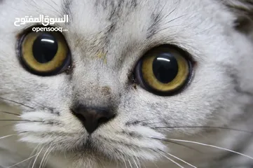  6 Scottish fold kitten