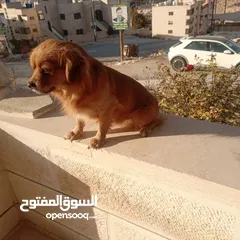  6 كلب للبيع أليف لعوب جدا بحب الناس
