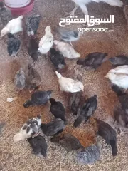  4 صيصان جاج بلدي للبيع