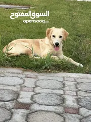  1 Labrador retriever