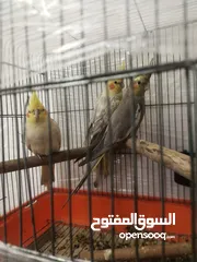  6 مطير عصافير حجم كبير