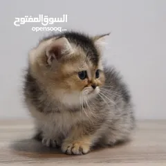  3 Kittens British Short Hair - كتنز برتش شورت هير