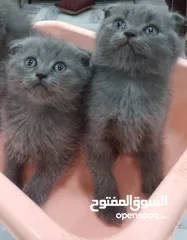  2 قطط سكوتش فولد شورت هير العمر 55 يوم بسعر ممتاز