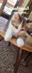  1 عندي قطه انثى عمرها شهرين متعوده على اكل البيت ودراي فود ومتعوده على لتر بوكس ..
