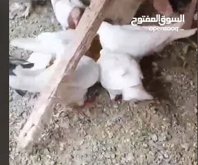  4 حمام لاحم فرنسي شغال  للبيع