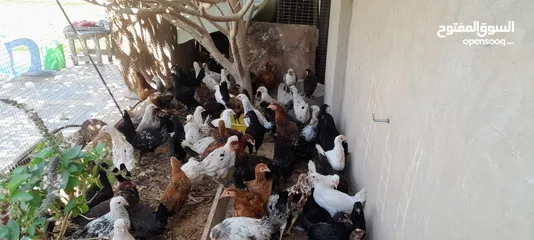  7 دجاج عربي للبيع