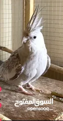  2 beautiful,  clean and healthy female cockatiel