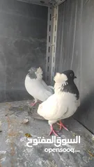  5 جواز حمام للبيع