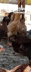  9 صوص بلدي للبيع