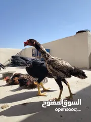  14 باكستاني، براهما، امهات لاحم فرخات عمر 3 شهور  صوص باكستاني حر  ديوك باكستاني خط أول و فرخات شغالة