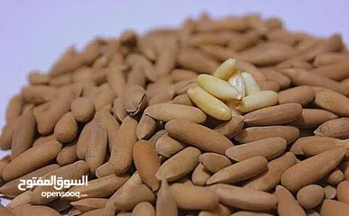  9 صنوبر عالي أفغانستان – كنز من قلب غابات أفغانستان  High-Quality Pine Nuts from Afghanistan