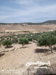  10 للبيع مزرعة في قرية الرميمين