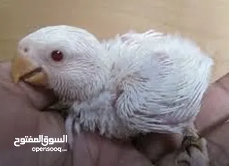  1 Rosicolli Albino & Split into Lovebird Baby