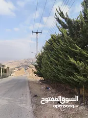  9 5 دنمات دخلة مطعم خيل وليل اكثر من قطعة