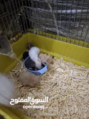  4 هامستر سوري ذكر وانثى مع 6 صغار الوان متنوعه الانثى هالبينو عيون حمر