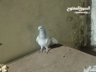  7 حمام للبيع