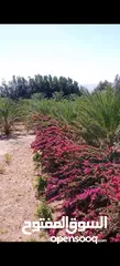  4 مزرعة للبيع في الكرامة