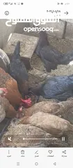  5 دجاج بلدي بياض